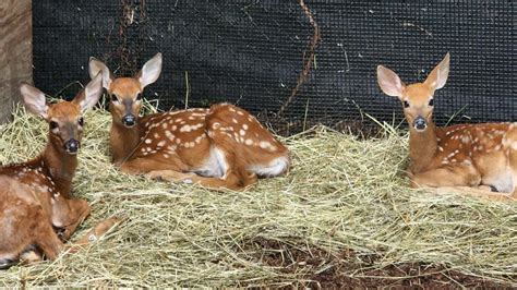 Buttonwood Park Zoo Welcomes 3 White Tailed Fawns To Herd