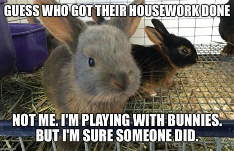 Pin By Kristin Best On All About The Rabbits Humor Pets Funny Memes