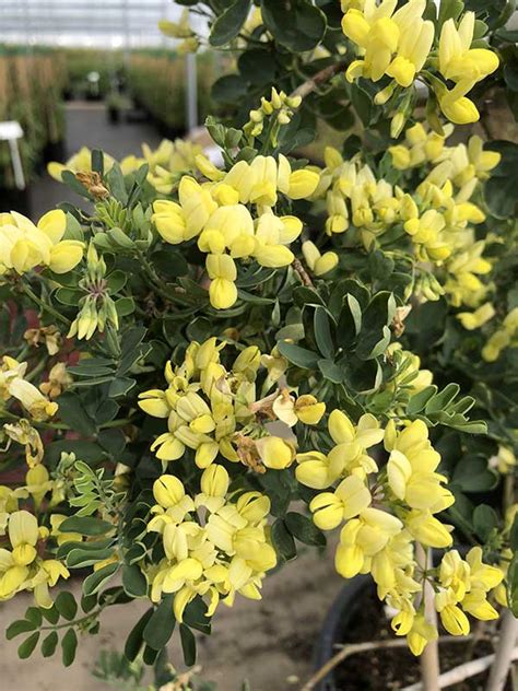 Coronilla Glauca Citrina 3l Gates Garden Centre Leicestershire