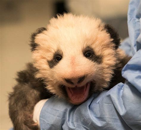 Panda Monium Grows Along With Frances First Baby Cute Baby Animals