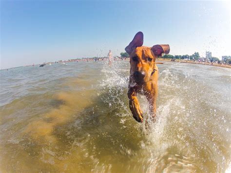Tips To Keep Your Dog Cool This Summer Pawsitive Solutions