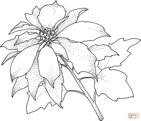 Dibujos de pascuas para descargar, imprimir y pintar. Dibujo de Flor de Pascua Poinsetia para colorear | Dibujos para colorear imprimir gratis
