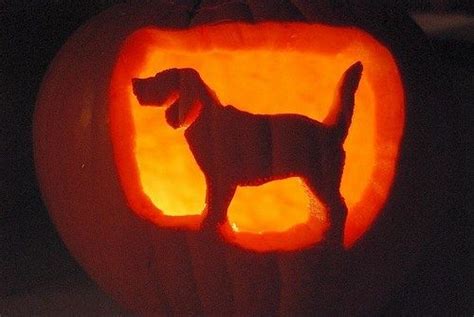 Account Suspended Pumpkin Carving Dog Pumpkin Cute Pumpkin Carving