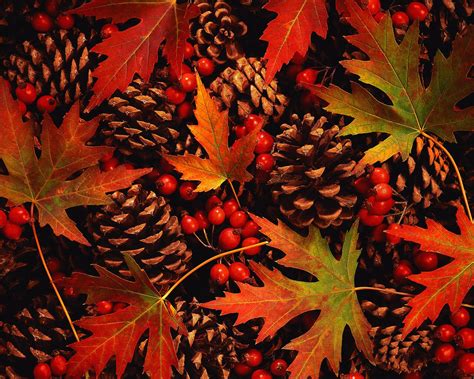 Beautiful Pine Cones And Autumn Leaves Autumn Leaves Wallpaper Fall