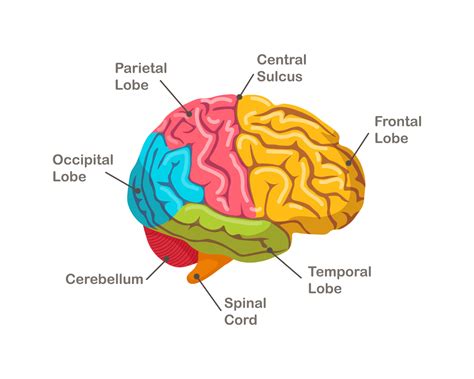 Sections Of Human Brain Anatomy Side View Of Organ 10200247 Vector