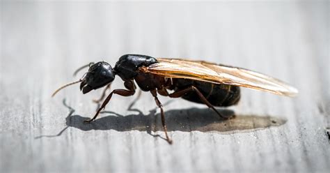 Flying Ants Vs Termites Know The Difference Moyer