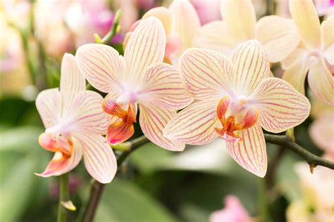 How To Encourage Orchids To Rebloom Gardeners Path