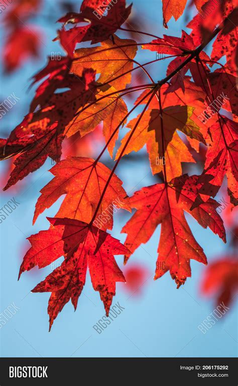 Vertical Photo Autumn Image And Photo Free Trial Bigstock