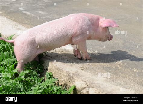 Lustiges Schwein Fotos Und Bildmaterial In Hoher Aufl Sung Alamy