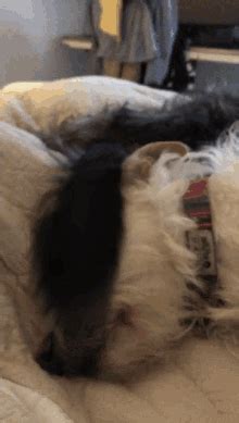 Sonneyandwallace Tail Wag GIF Sonneyandwallace Tail Wag Tail Wagging Discover Share GIFs