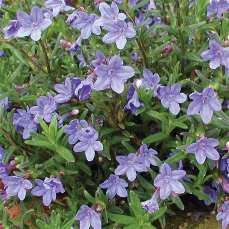 Lithodora Diffusa Heavenly Blue Large Plant Large Potted Plants