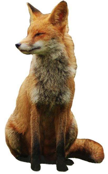 Fox Png 12 Png All