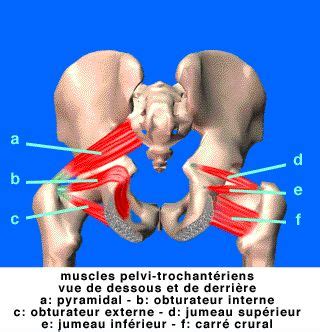 Anatomie Hanche Muscles Recherche Google Anatomie Membre Inf