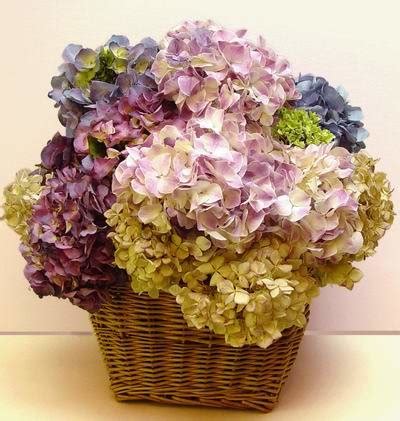 You can capture those beautiful blooms here in the south, in late august and early september. How to Dry Hydrangeas - Bob's Blogs
