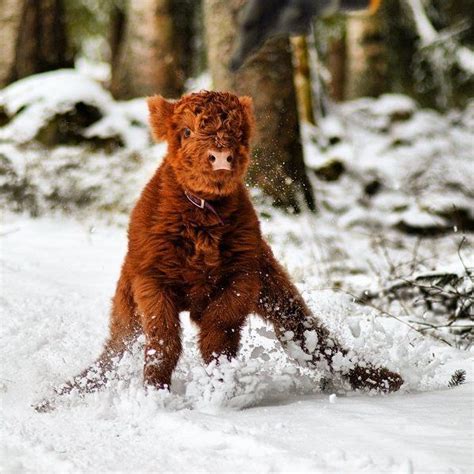 Adorable Highland Cattle Calves Are The Worlds Fluffy Cows Cute