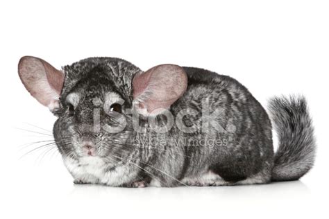 Chinchilla On A White Background Stock Photo Royalty Free Freeimages