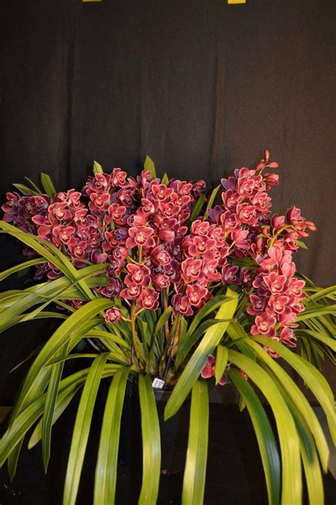 Cascading Cymbidium Orchid For Sale Orchid Flowers