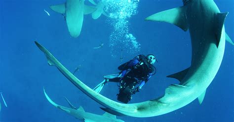 West Palm Beach Florida School Of Lemon Sharks Celebrity Gossip