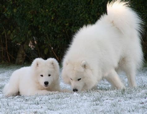 Two Cute Samoyeds Cute Playing Dogs Two Samoyeds Hd Wallpaper Peakpx