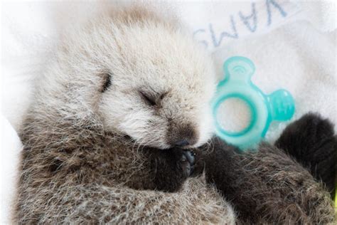 Hardy The Fuzzy Faced Otter Pup Is Moving To Vancouver Aquariums