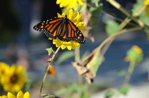 Endangered Species Decision Expected On Beloved Monarch