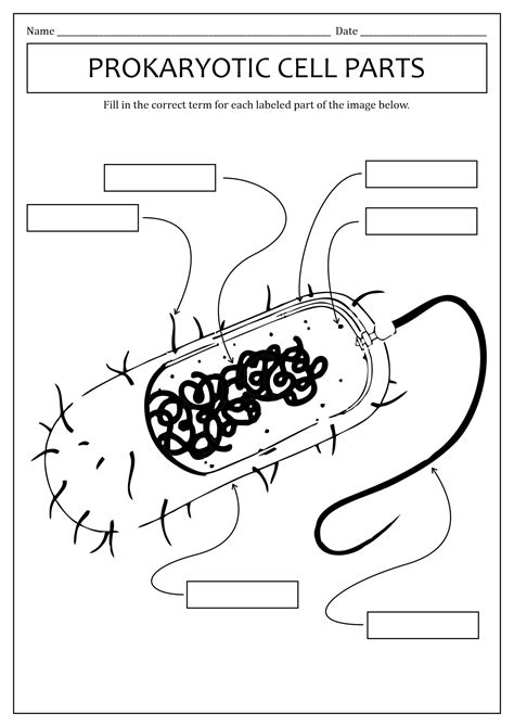 12 Best Images Of Science Worksheets All Cells 7th Grade Life Science