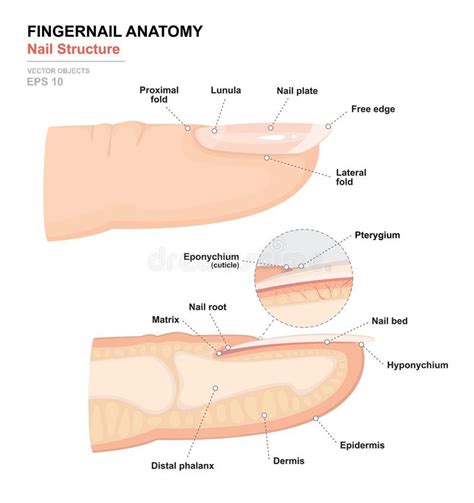 Science Of Human Body Anatomical Training Poster Fingernail Anatomy