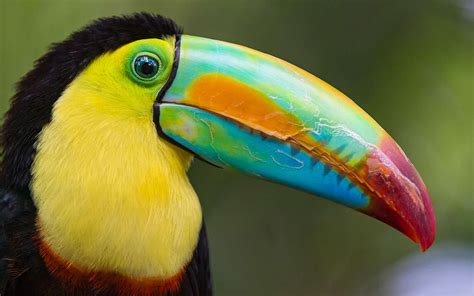 Toucan Exotic Bird Costa Rica Desktop Hd Wallpaper For