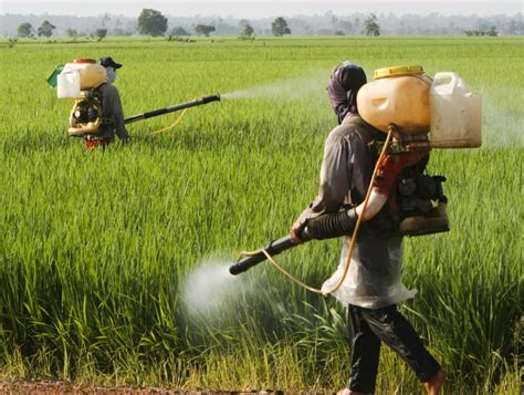What Are The Environmental Effects Of Chemical Pesticides