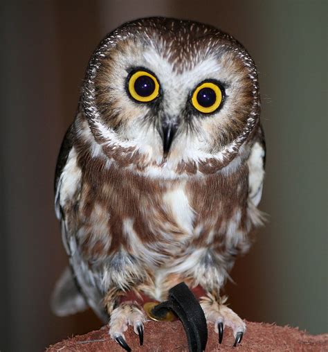 Saw Whet Owl Saw Whet Owl Owl Beautiful Owl