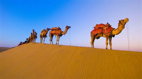 This will give you a compiler error since camel case syntax is not allowed, so you'd have to rename it like my_test_image.jpg. Camel Wallpapers, Pictures, Images