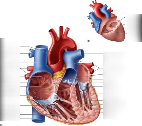 Cardiac Anatomy Diagram Quizlet