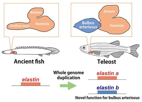 Cartilaginous fish, or chondrichthyes (meaning: The 'Smooth Operators' In Fish Hearts | Asian Scientist ...
