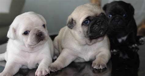 Pin By Bailey Puggins The Pug On White Pug Puppies Pug Puppies Cute