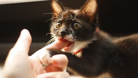 Cat Bites Can Be Dangerous And Even Deadly - Make Sure You ...
