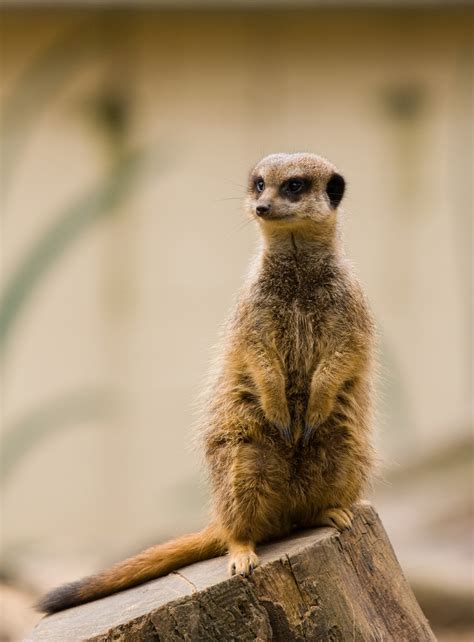 Meerkat Portrait Free Stock Photo Public Domain Pictures