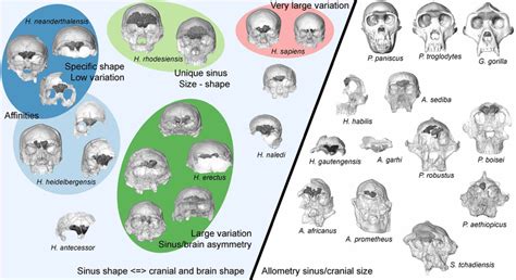 Schematic Diagram Summarizing Variation Among Taxa And Evolutionary
