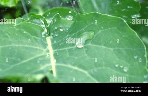 Watering Plants Inside A Greenhouse Slow Motion Stock Video Footage Alamy