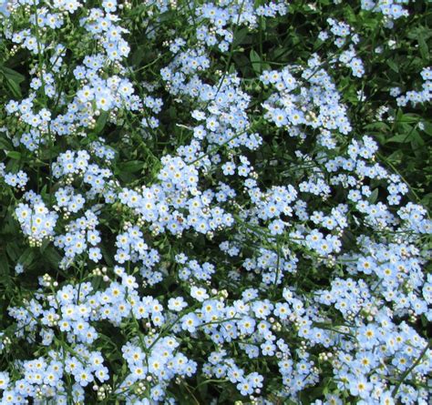 Pictures Of Michigan Wildflowers Blue Wildflowers Charlovix Mi