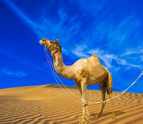 While the most common desert animal, the camel is. Sand, Camel And Blue Sky With Clouds Royalty Free Stock ...
