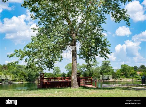 A Tall Cottonwood Tree Populus Deltoides Of The Poplar Species In