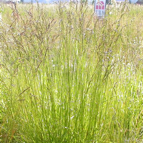 Home And Living Plants Outdoor And Gardening Meadow Fescue Festuca