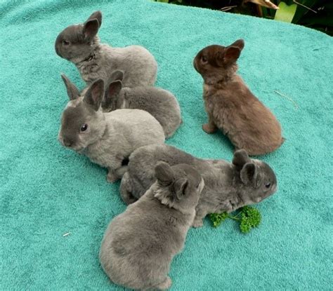 Resplendent Rabbit Mini Rex Rabbit Cute Animals Baby Bunnies