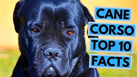 Cane Corso Top 10 Interesting Facts Cane Corso Corso Dog Cane