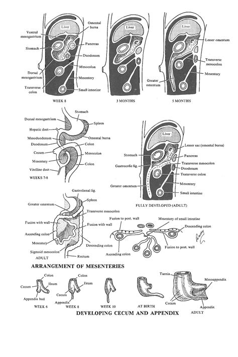 Chapter 85 The Midgut Fixation Cecum And Appendix Review Of