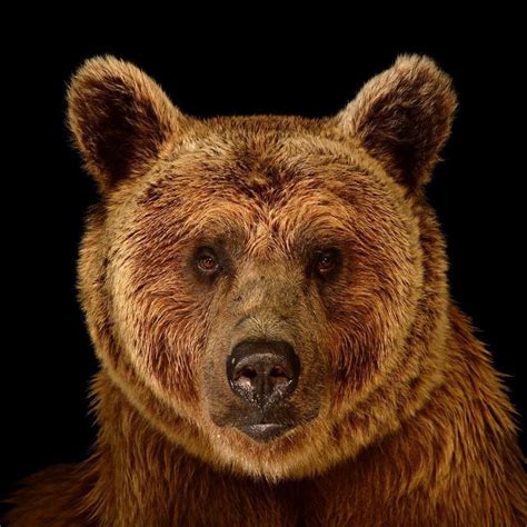 Joel Sartore Bear Photo Ark National Geographic Society Washington