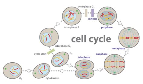 Cell Cycle And Mitosis Diagram Quizlet