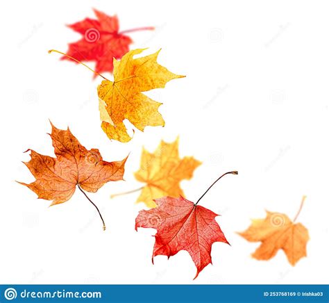 Falling Autumn Maple Leaves Stock Image Image Of October Levitation