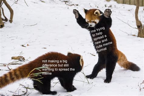 Lets Make This Red Panda Format A Thing Rwholesomememes