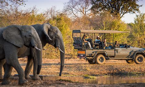 A Beginner S Guide To Safari In Africa Travel Luxury Villas